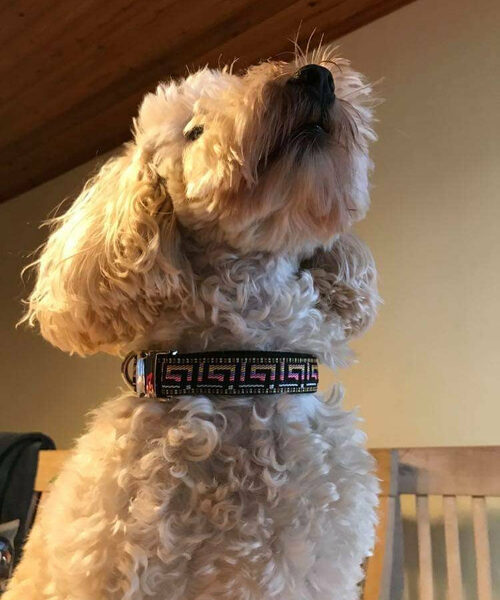 Designer Dog Collar No.16m Finnigans Play Pen