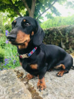 Finnigan's Whimsical Pooch Dog Collar Set