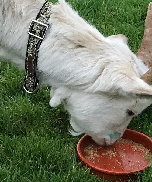 Finnigan's Luxe Pup Elegance Dog Lead