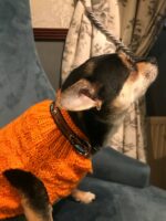 Finnigan's Regal Dog Lead hand made