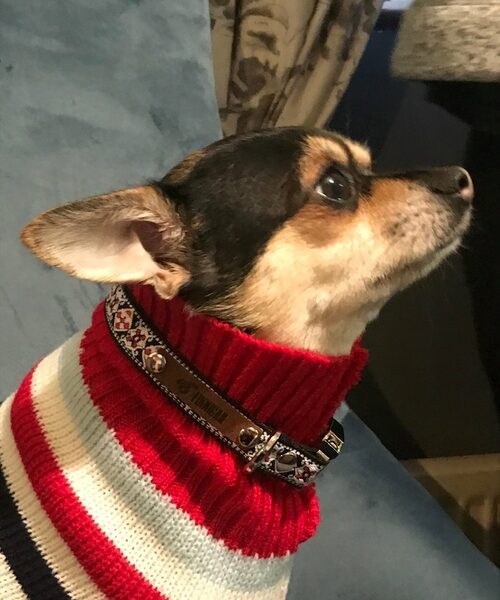 Finnigan's Enchanted Dog Lead Hand Made